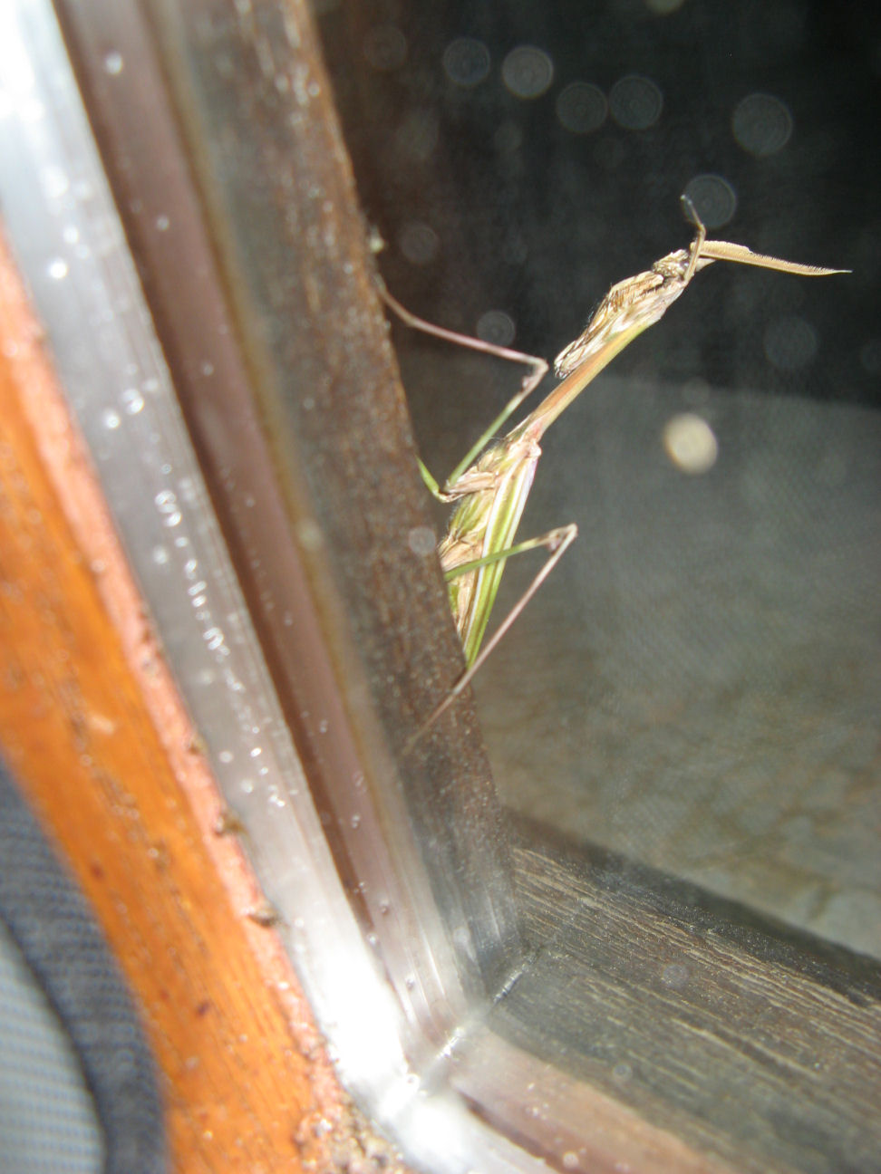 Maschio di Empusa pennata di Corsica